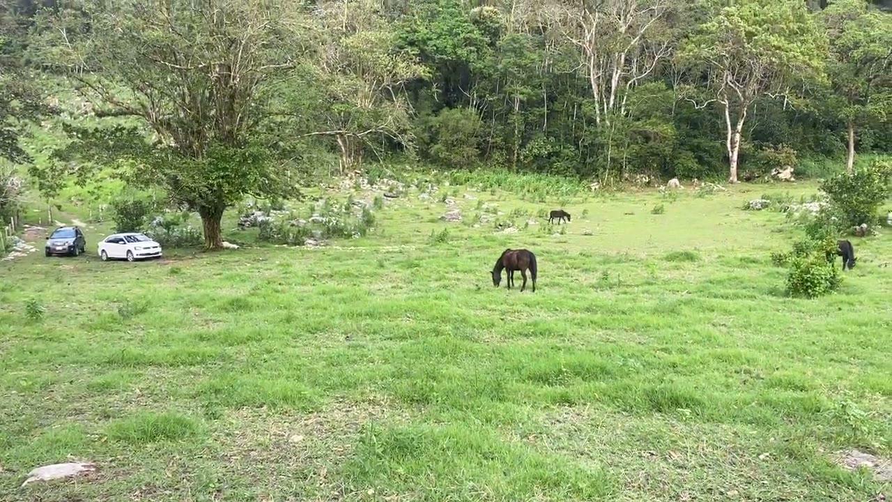 Potrero con caballos al pie del bosque